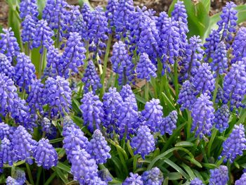 Close-up of purple flowers