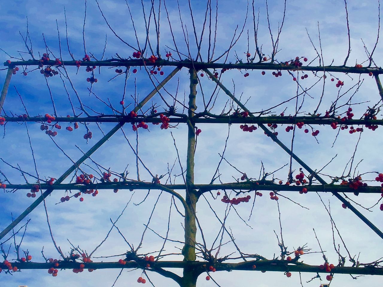 low angle view, blue, sky, chainlink fence, metal, protection, safety, day, cloud - sky, cloud, fence, metallic, outdoors, no people, security, clear sky, abundance, barbed wire, nature, cable