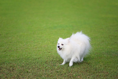 White dog on field