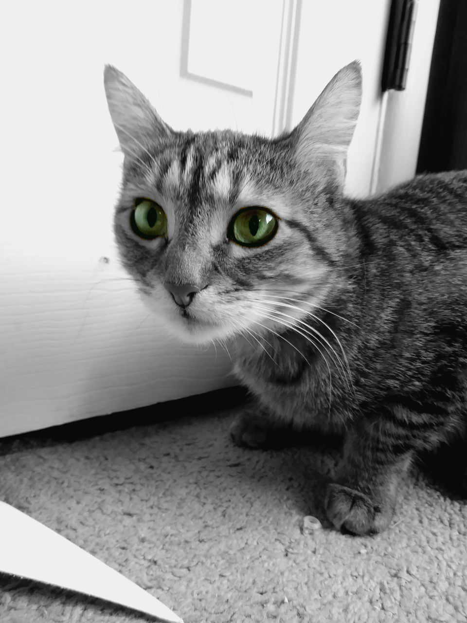 CLOSE-UP PORTRAIT OF CAT ON FLOOR