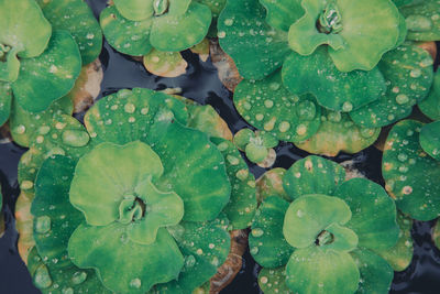 High angle view of water drops on leaves