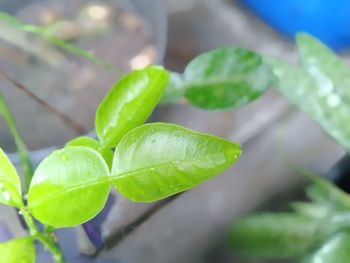 Close-up of raindrops on leaves