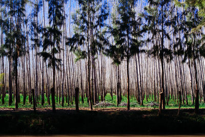 Trees against sky