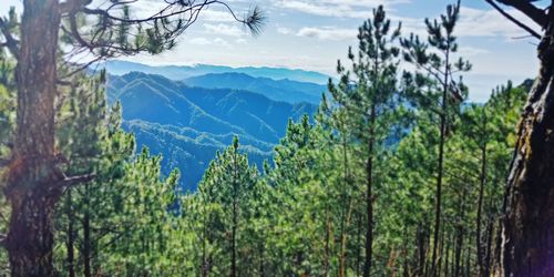 Panoramic view of trees and mountains against sky