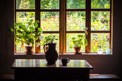 Pot plants on window sill