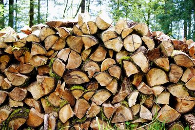 Stack of logs in forest