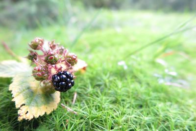 Close-up of blue flower growing on field