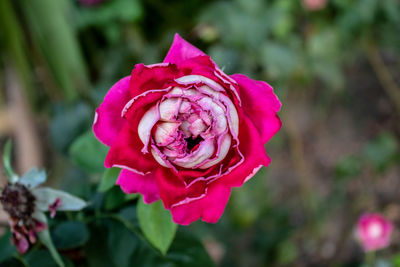 Close-up of pink rose