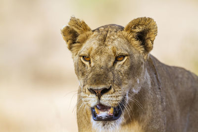 Close-up of a lioness