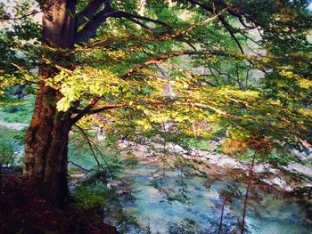 Trees in forest during autumn