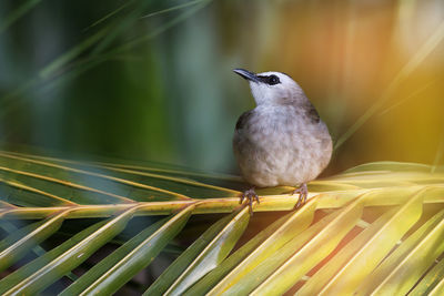 Close-up of bird perching on leaf