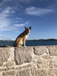 Dog sitting on a rock