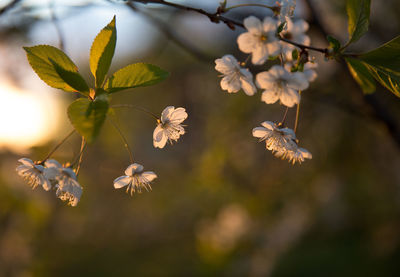 Close-up of flowers growing on tree