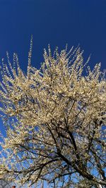 Low angle view of flower tree against blue sky