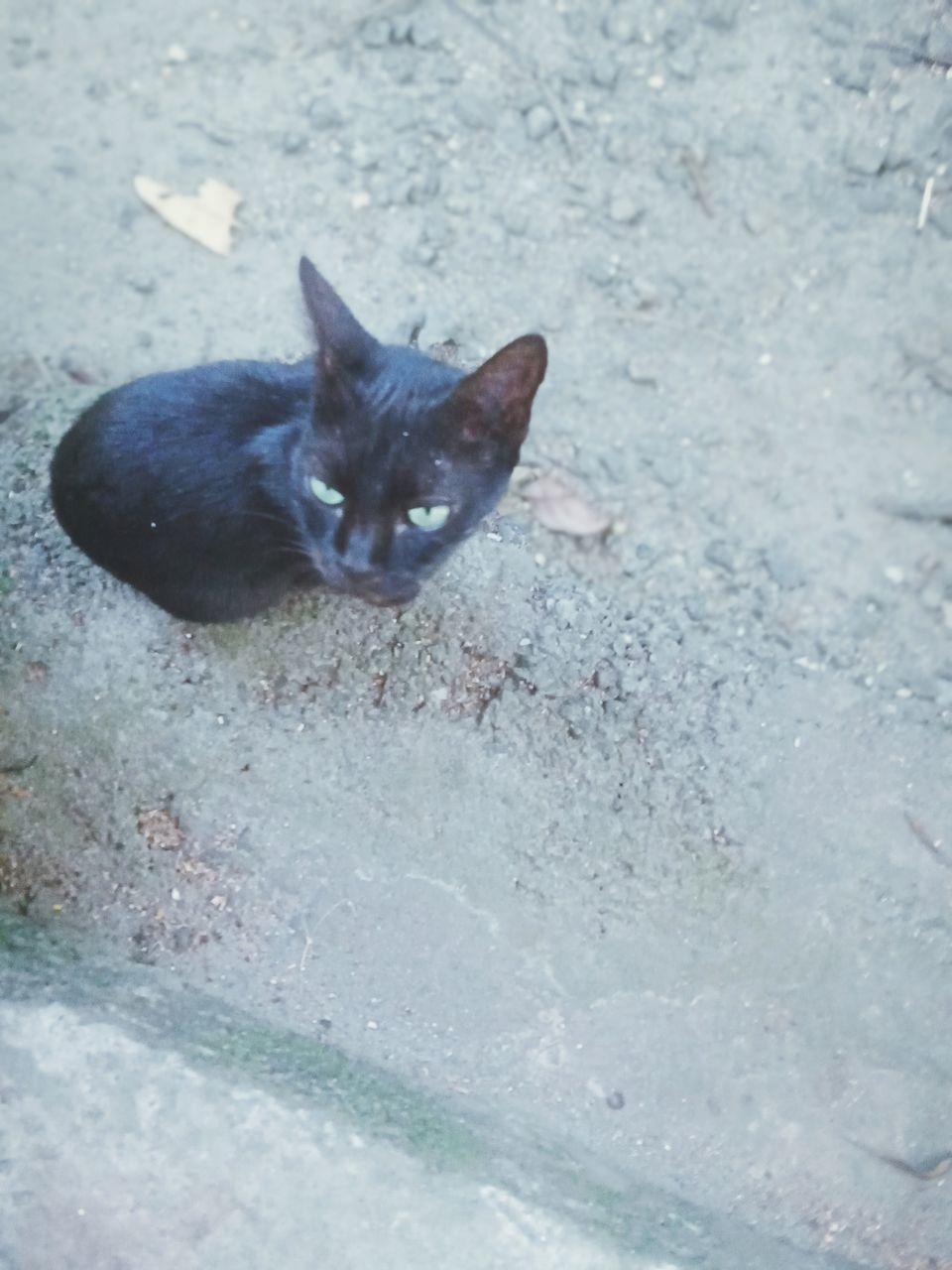 animal, animal themes, cat, mammal, one animal, pet, domestic animals, domestic cat, feline, no people, portrait, looking at camera, blue, high angle view, small to medium-sized cats, day, felidae, nature, whiskers, relaxation, outdoors, animal body part