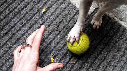 Low section of person playing with ball