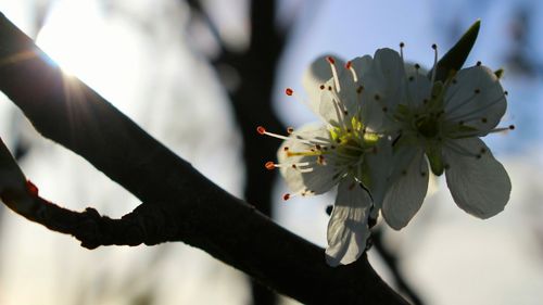 Close-up of flower buds