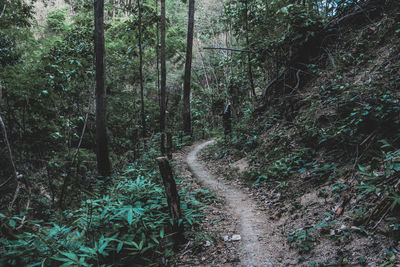 Trail amidst trees in forest