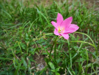 Close-up of pink flower on field