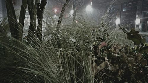 Close-up of plants against trees