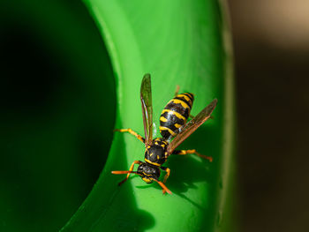 Close-up of insect on leaf