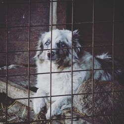 Portrait of dog in cage