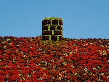 Red flowering plants on field against clear sky during autumn