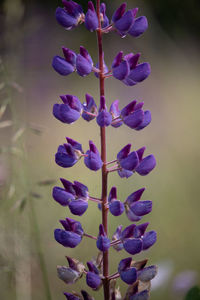 Close-up of purple flowering plant