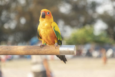 Close-up of parrot perching on wood