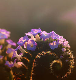 Close-up of purple flowering plants
