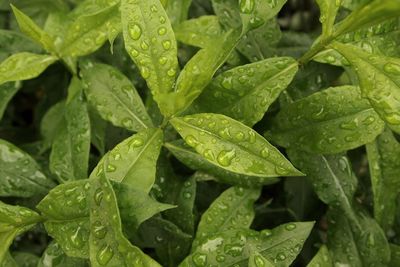 Full frame shot of wet plant