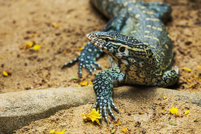 Close-up of a lizard on rock