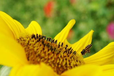 Close-up of yellow flower