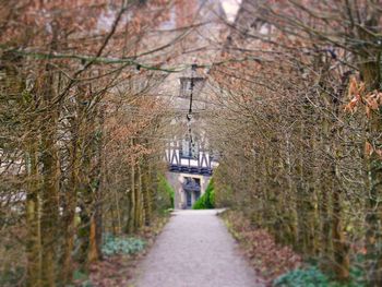 Walkway amidst trees in forest