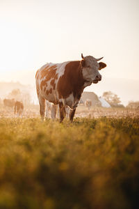 Cow standing in a field