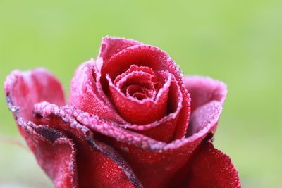 Close-up of pink rose flower