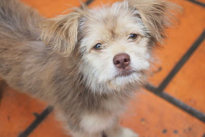 Close-up portrait of puppy