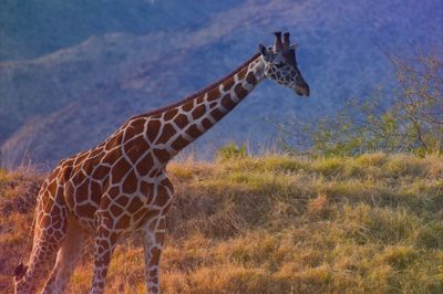 Stunning tall giraffe in africa serengeti mountain