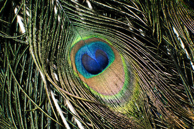 Close-up of peacock feathers