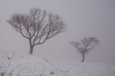 Bare tree on snow covered landscape