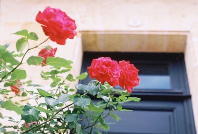 Close-up of red roses blooming outdoors