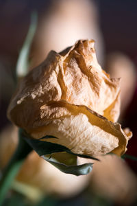 Close-up of wilted rose