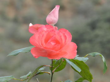 Close-up of pink rose