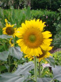 Close-up of sunflower