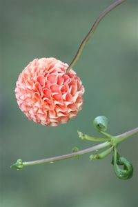 Close-up of flower buds