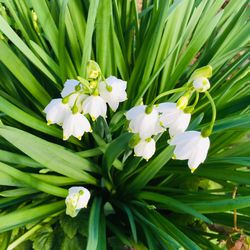 Close-up of white flowering plant