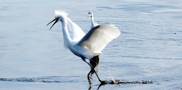 Bird flying over water