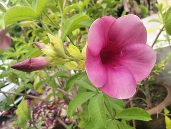 Close-up of pink flowering plant