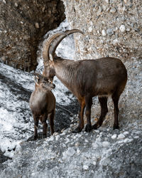 Deer standing on snow