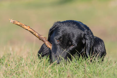 Portrait of a wet black labrador puppy playing with a stick